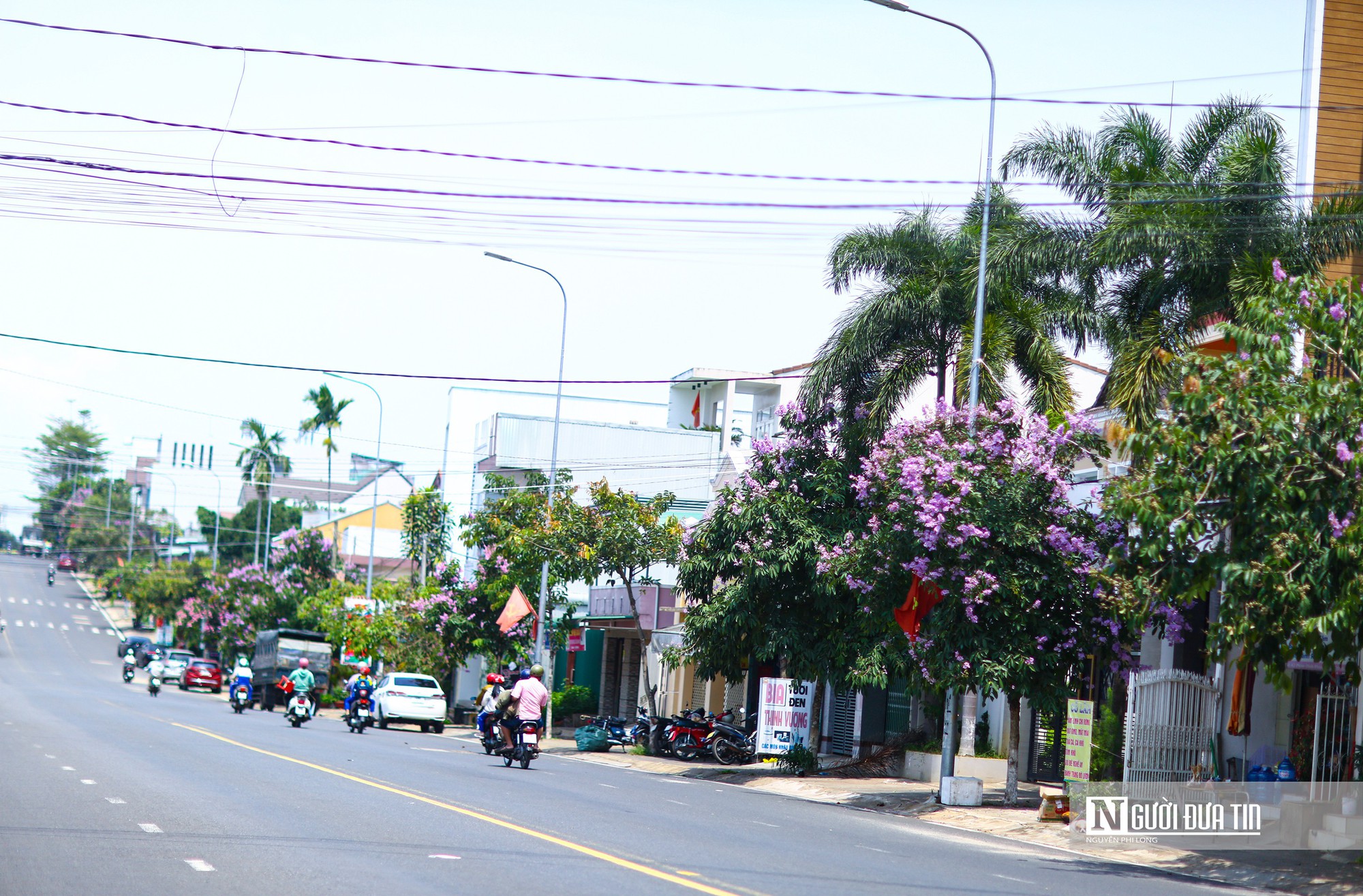 Bằng lăng khoe sắc tím trên cao nguyên Lâm Đồng - Ảnh 4.