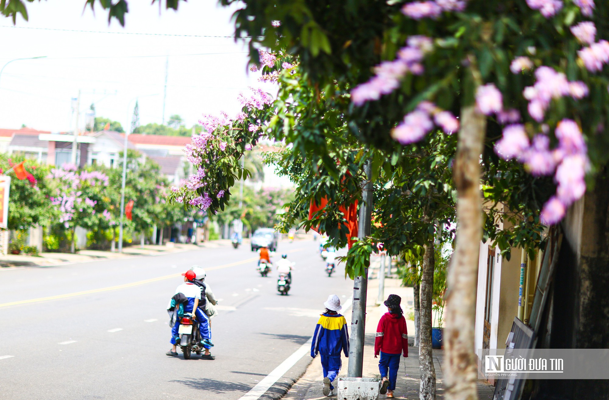 Bằng lăng khoe sắc tím trên cao nguyên Lâm Đồng - Ảnh 3.