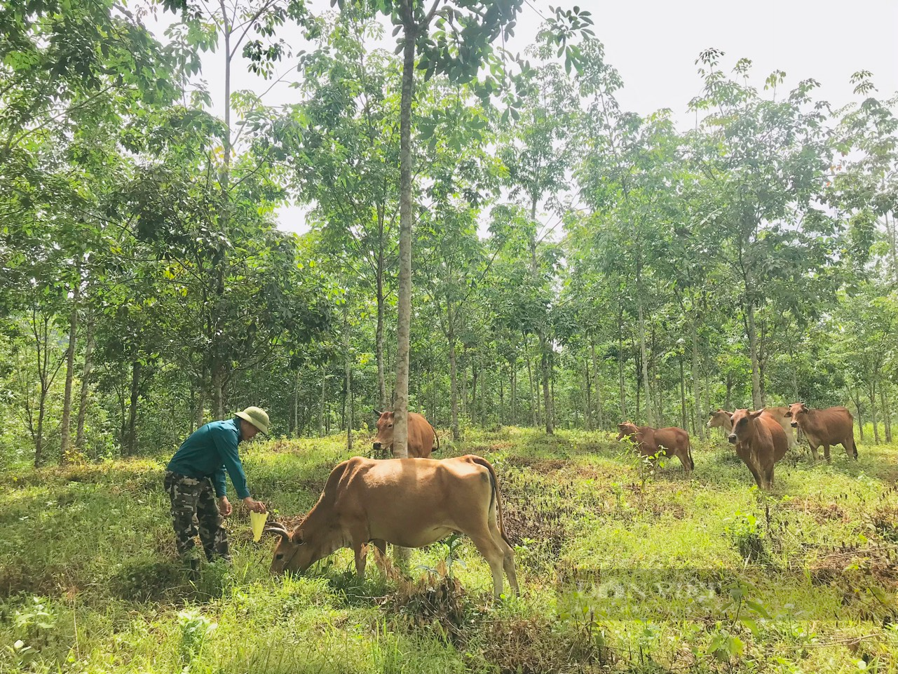 Quảng Nam: Hội làm “bà đỡ” giúp hội viên nông dân thoát nghèo - Ảnh 8.