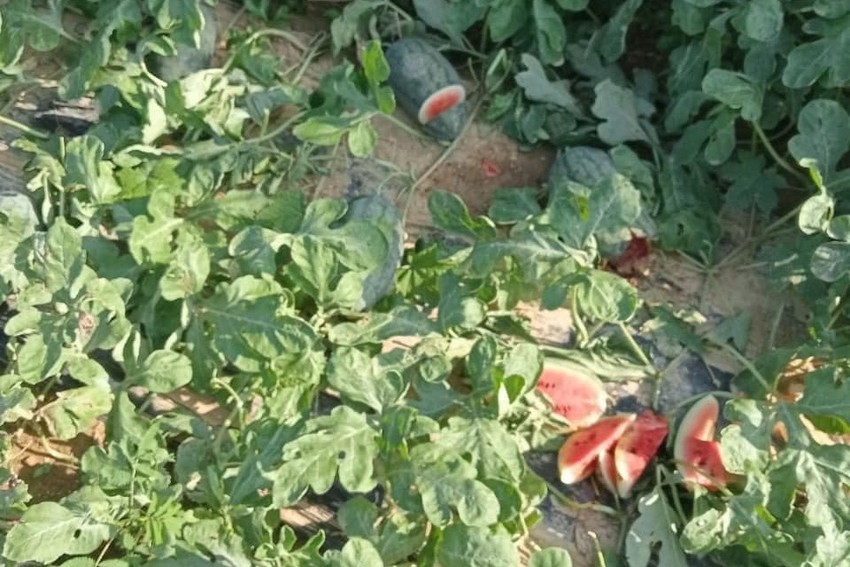 Nhóm đối tượng chặt nát ruộng dưa hấu... tìm trái chín để ăn! - Ảnh 2.