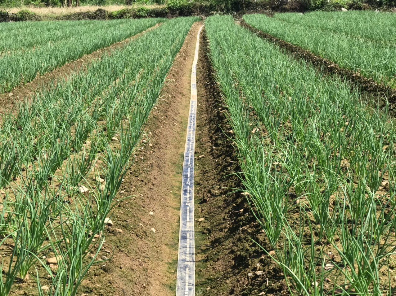 Loại rau có công dụng giải cảm, trồng nhanh được bán, nông dân Phú Yên lãi gấp 3-4 lần cấy lúa - Ảnh 2.