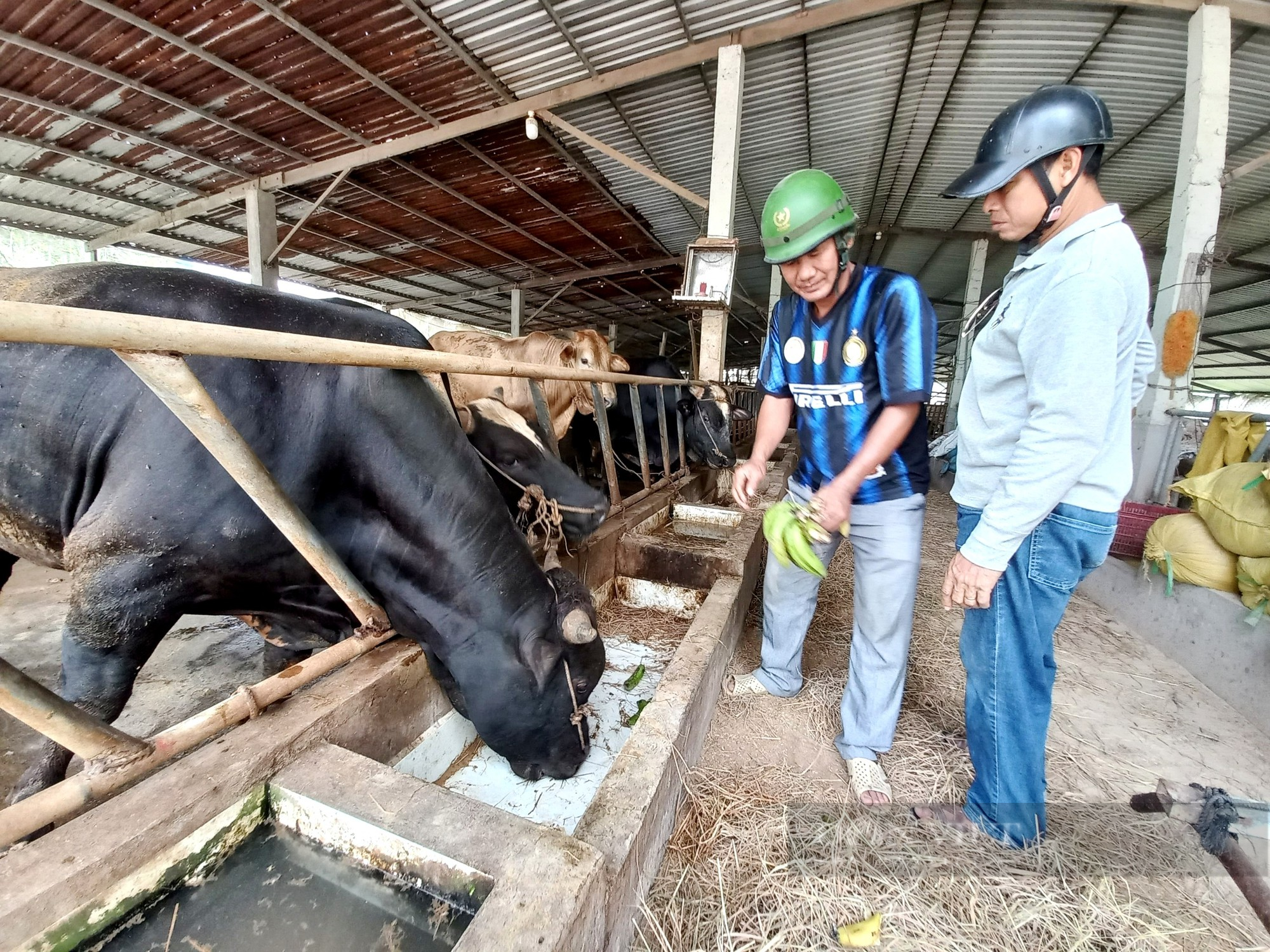 Cha con đi khai hoang mở trang trại chuối triệu đô - Ảnh 5.
