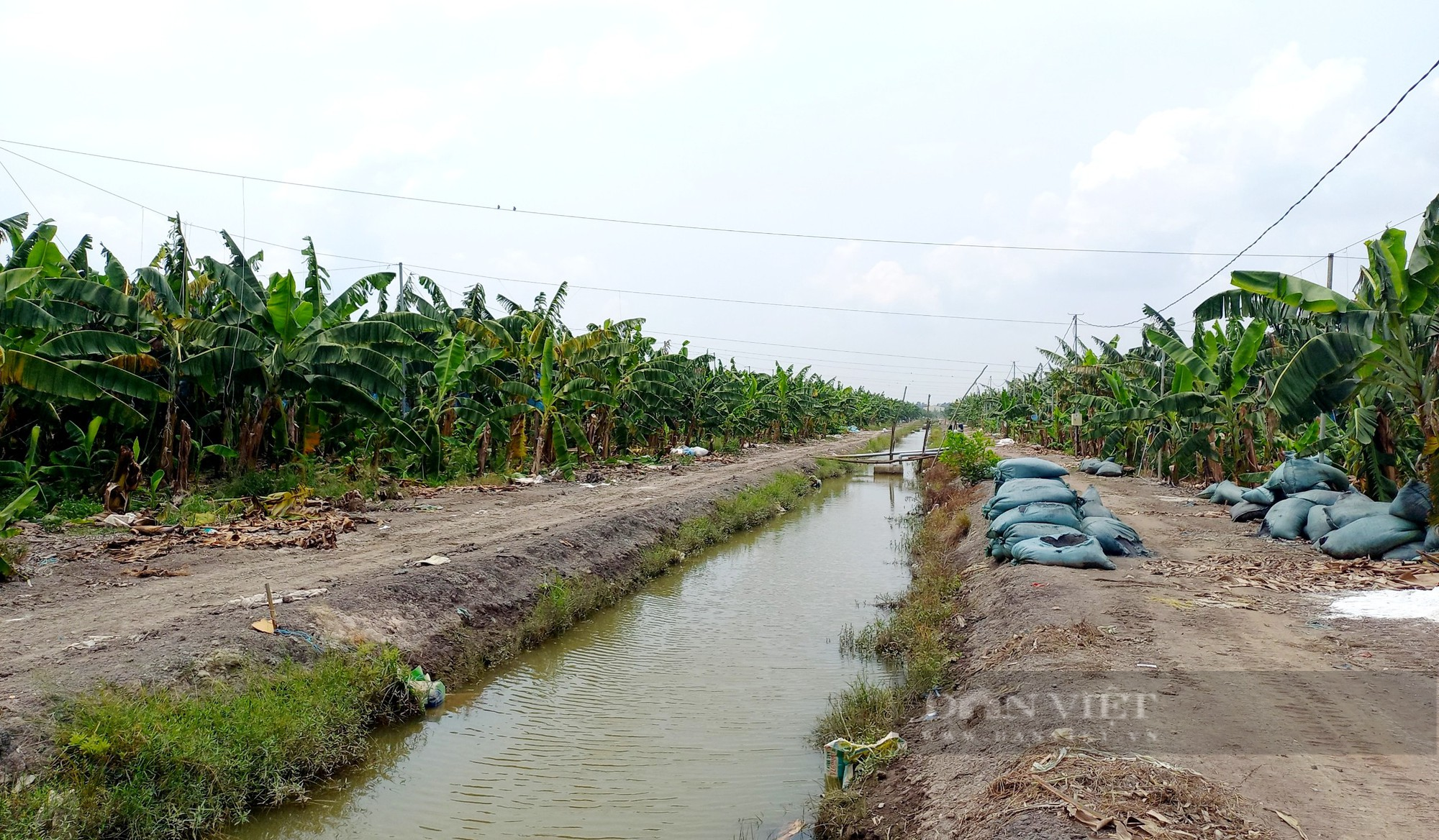 Cha con đi khai hoang mở trang trại chuối triệu đô - Ảnh 6.