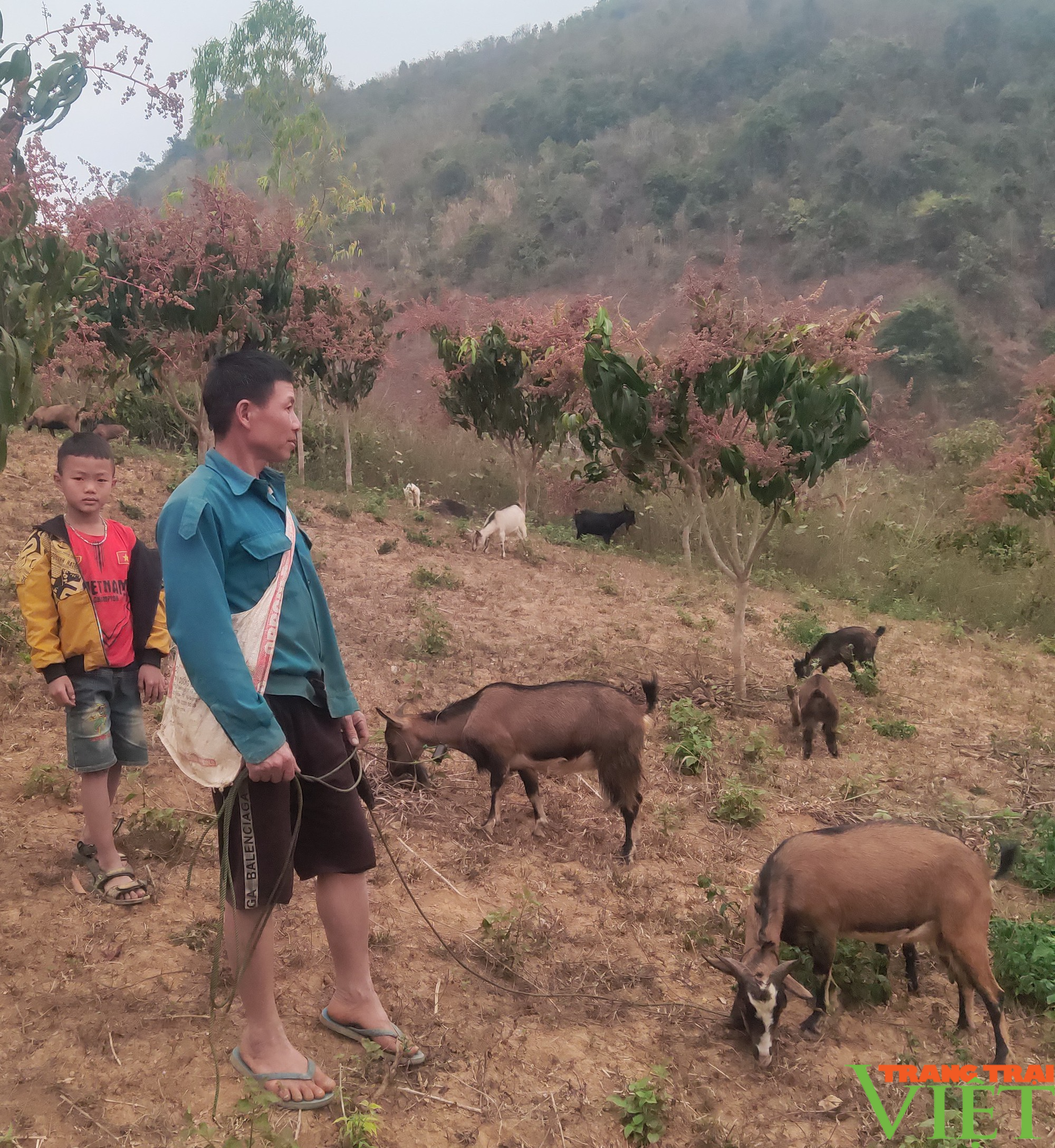 “Ngân hàng dê” giúp ĐVTN vùng cao biên giới Sơn La vươn lên thoát nghèo - Ảnh 3. “Ngân hàng dê” giúp ĐVTN vùng cao biên giới Sơn La vươn lên thoát nghèo - Ảnh 3.