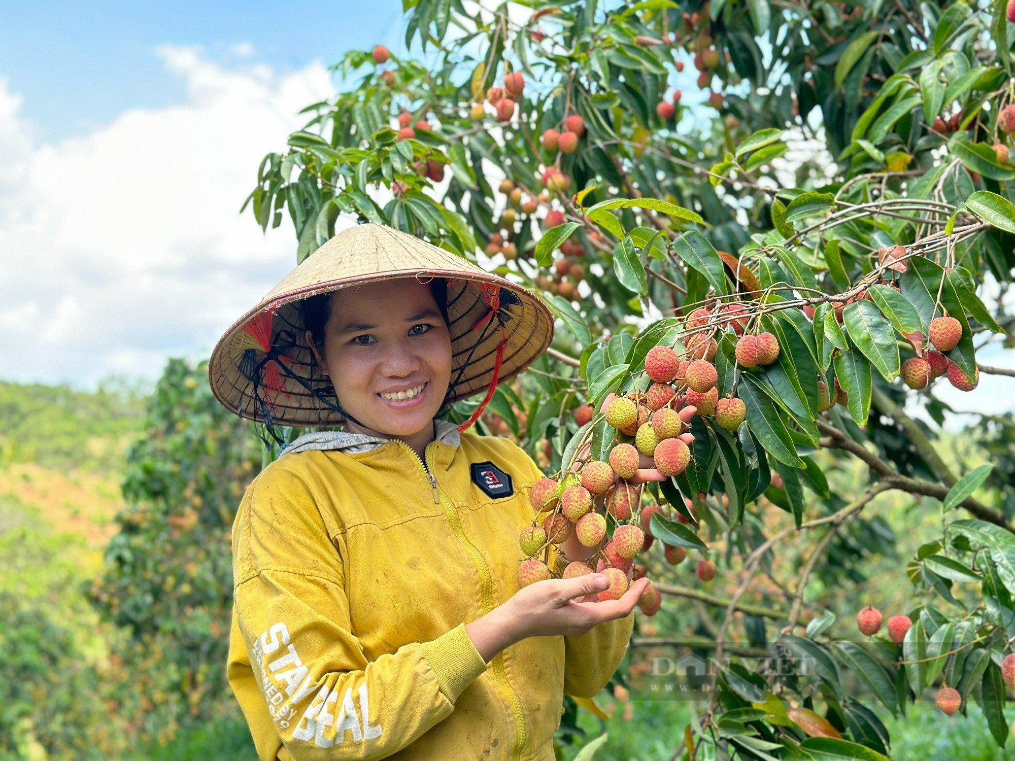 Thu tiền tỷ nhờ trồng vải u hồng dưới chân hang động núi lửa dài nhất Đông Nam Á - Ảnh 1.