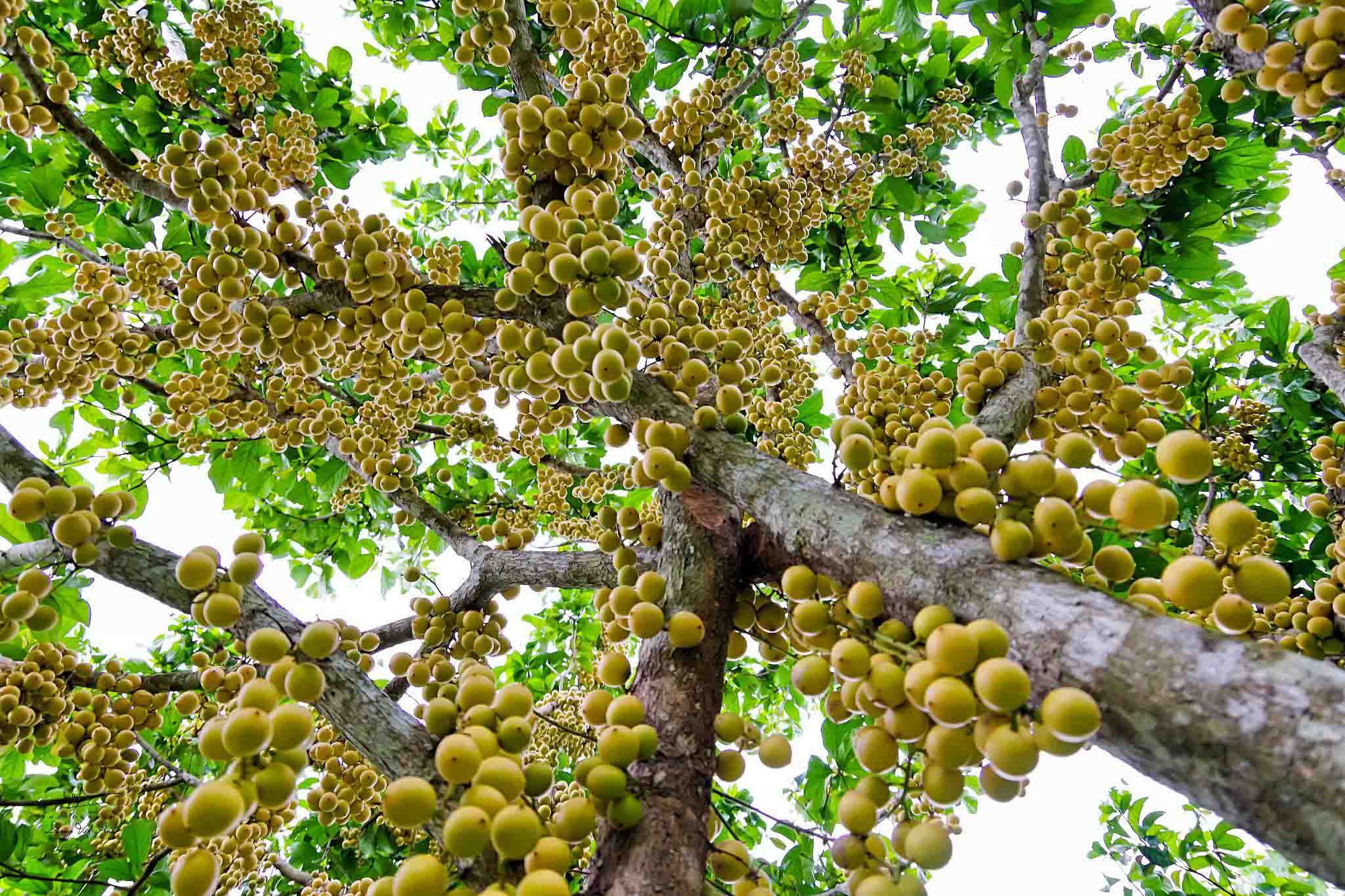 Mê mẩn vườn dâu da trĩu quả ở An Giang - Ảnh 1.