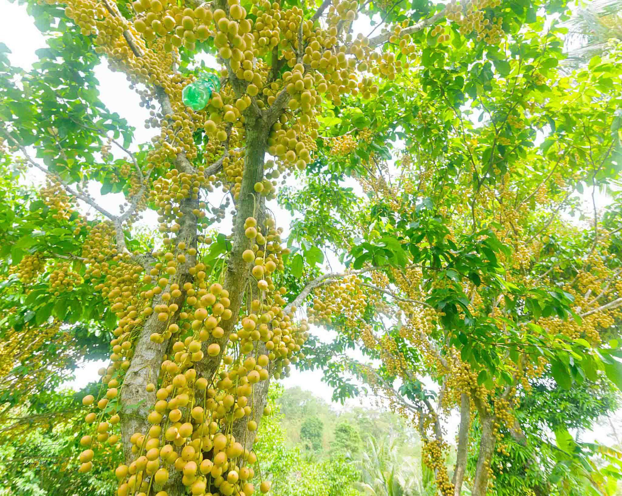 Mê mẩn vườn dâu da trĩu quả ở An Giang - Ảnh 4.