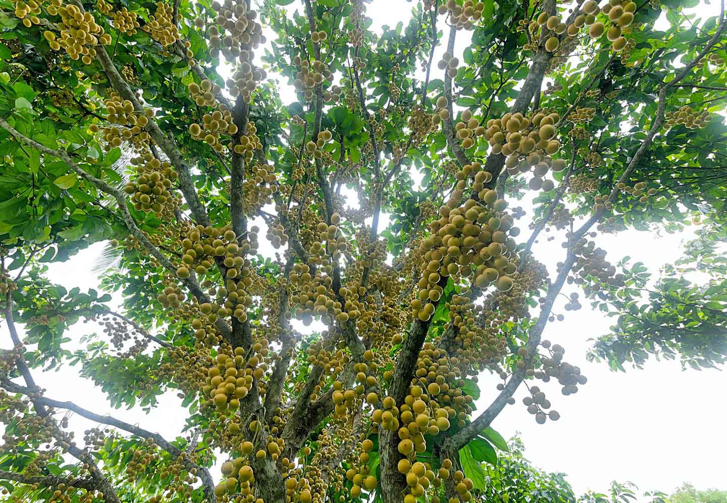 Mê mẩn vườn dâu da trĩu quả ở An Giang - Ảnh 8.