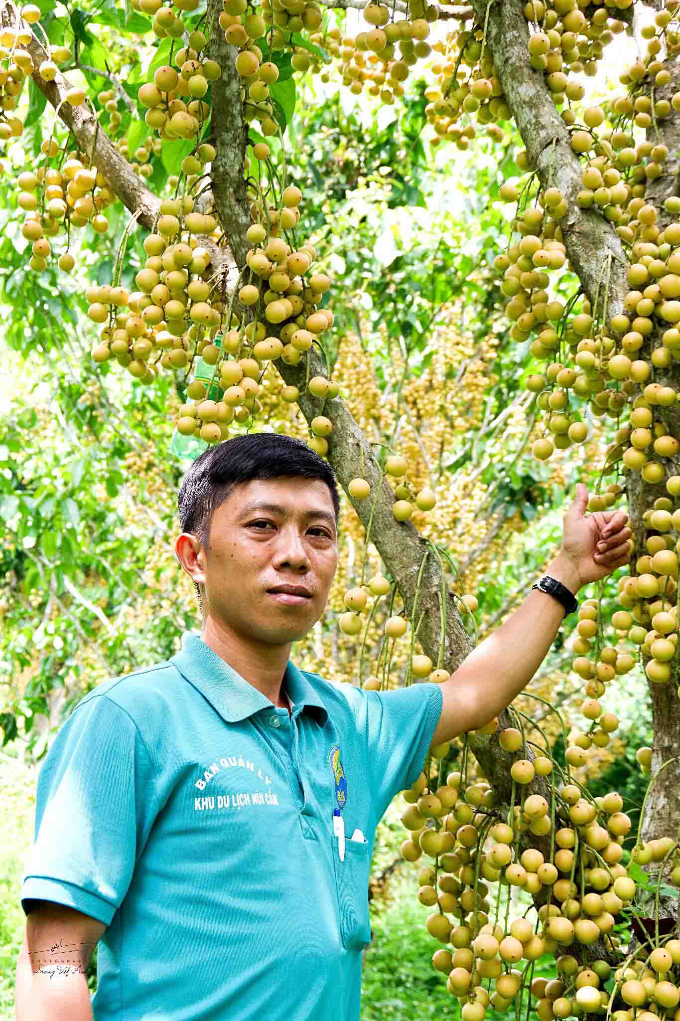 Mê mẩn vườn dâu da trĩu quả ở An Giang - Ảnh 10.