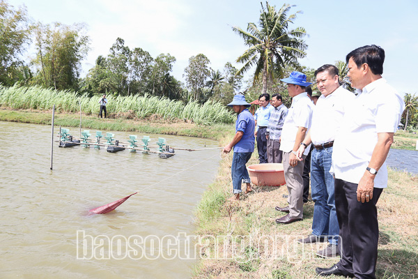 Một loài tôm thích ở trong ruộng lúa, ăn gạo lứt, nông dân tỉa con to đem bán thương lái mua hết - Ảnh 1.