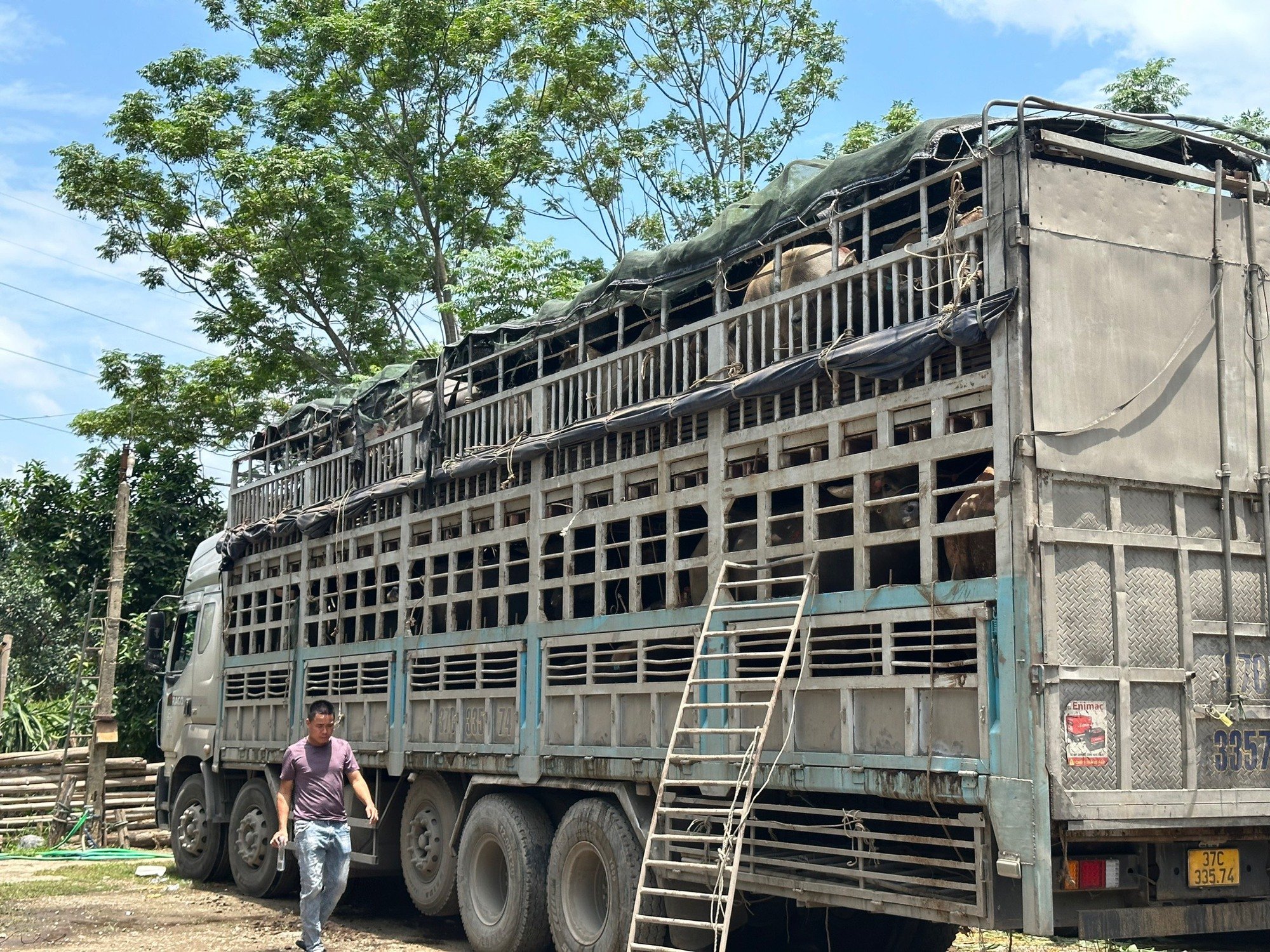 Tạm giữ 150 con trâu để điều tra nghi vấn buôn lậu sang Trung Quốc - Ảnh 1.