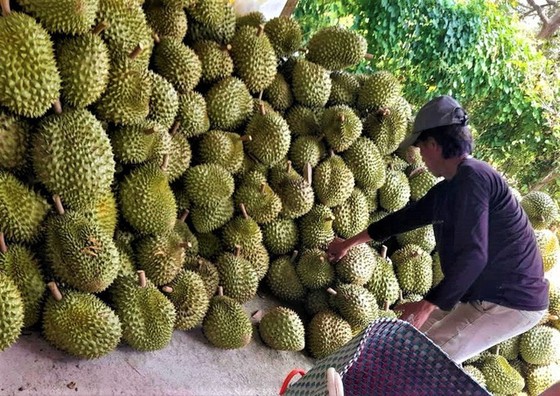 Sầu riêng rớt giá mạnh - Ảnh 1.
