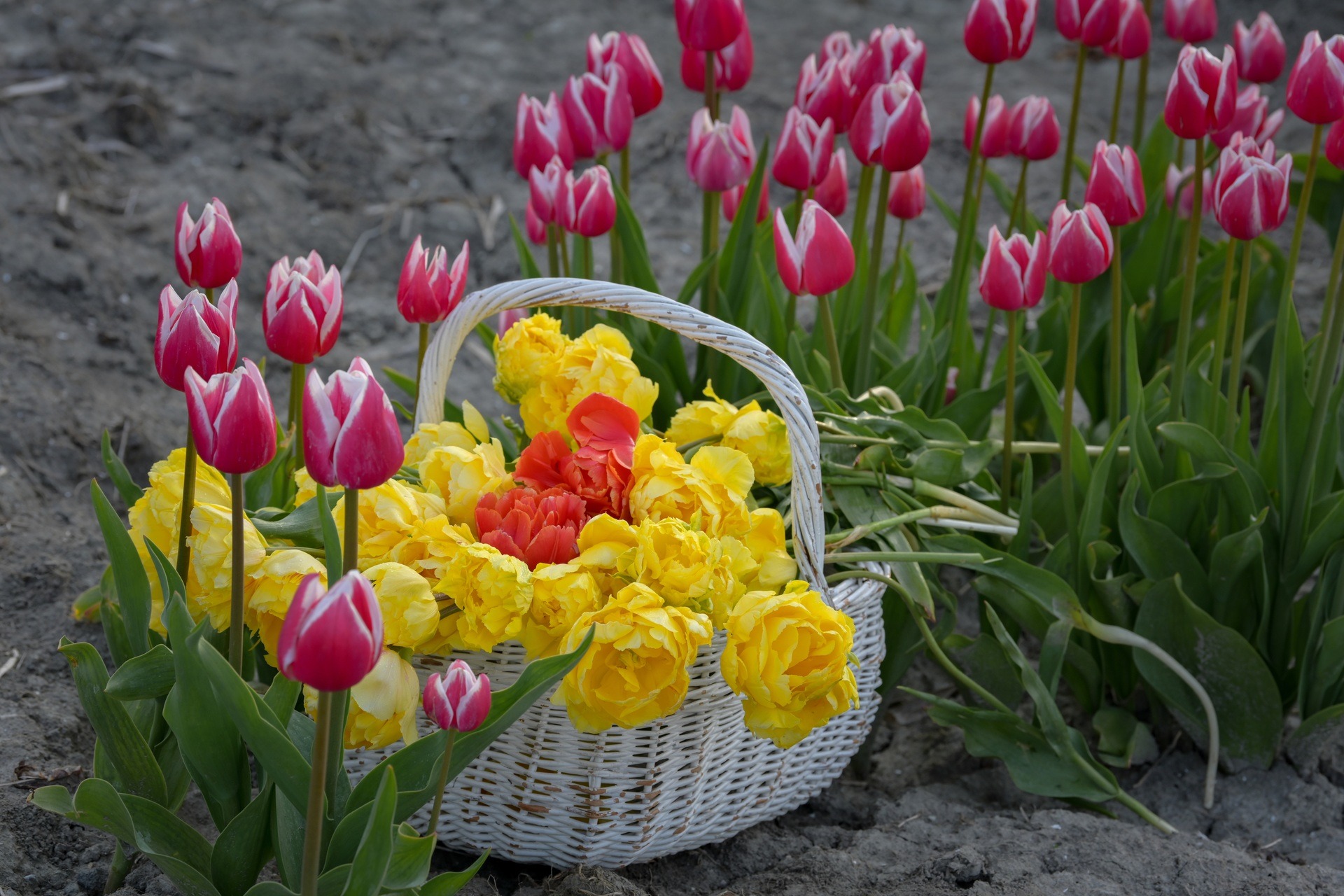 Mãn nhãn cánh đồng hoa tulip đẹp như cổ tích ở ngôi làng cổ 400 tuổi - Ảnh 10.