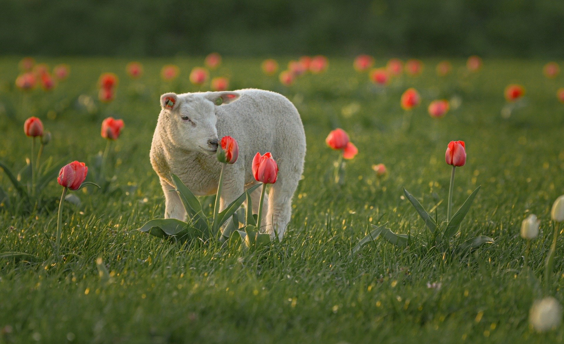 Mãn nhãn cánh đồng hoa tulip đẹp như cổ tích ở ngôi làng cổ 400 tuổi - Ảnh 13.