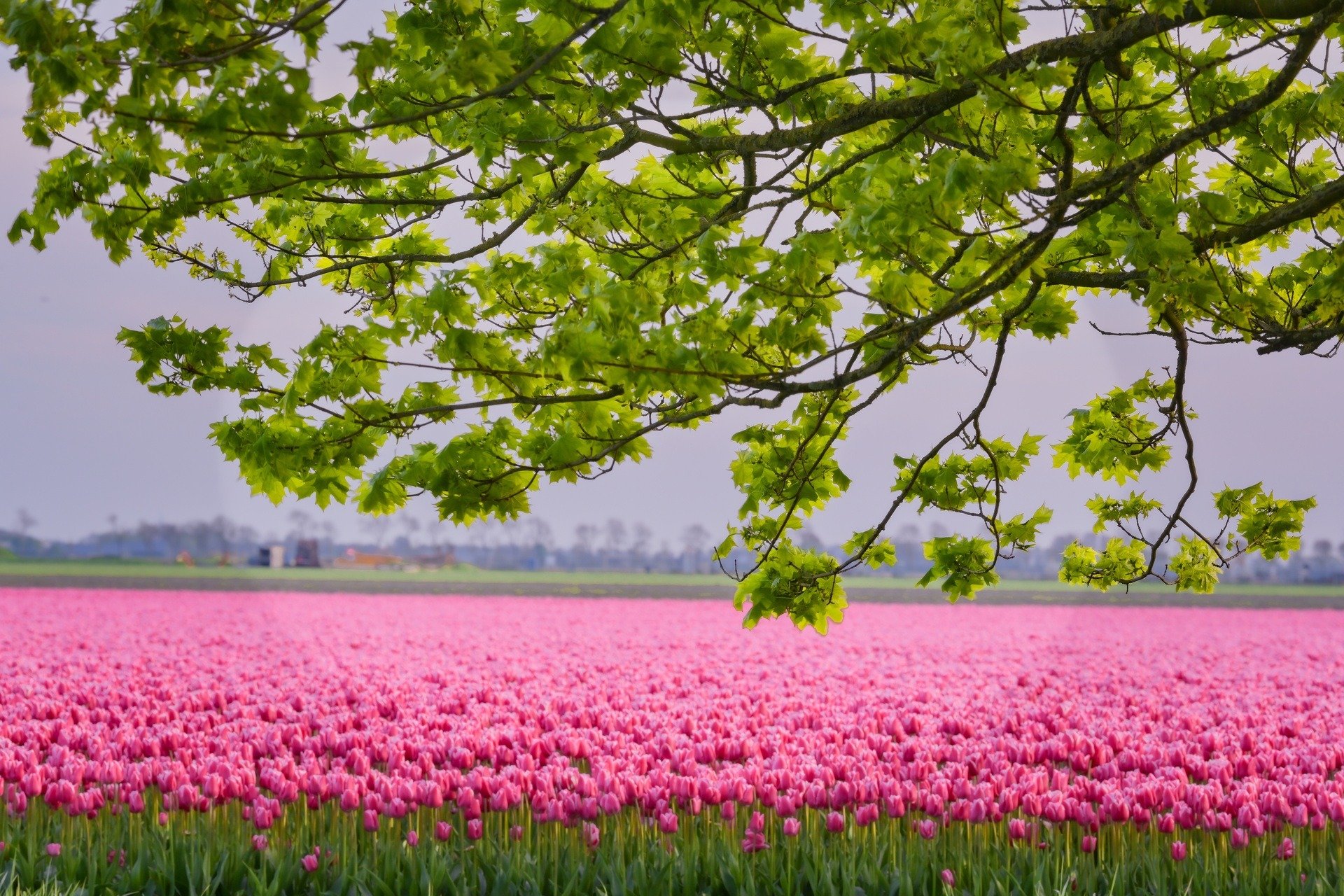 Mãn nhãn cánh đồng hoa tulip đẹp như cổ tích ở ngôi làng cổ 400 tuổi - Ảnh 3.