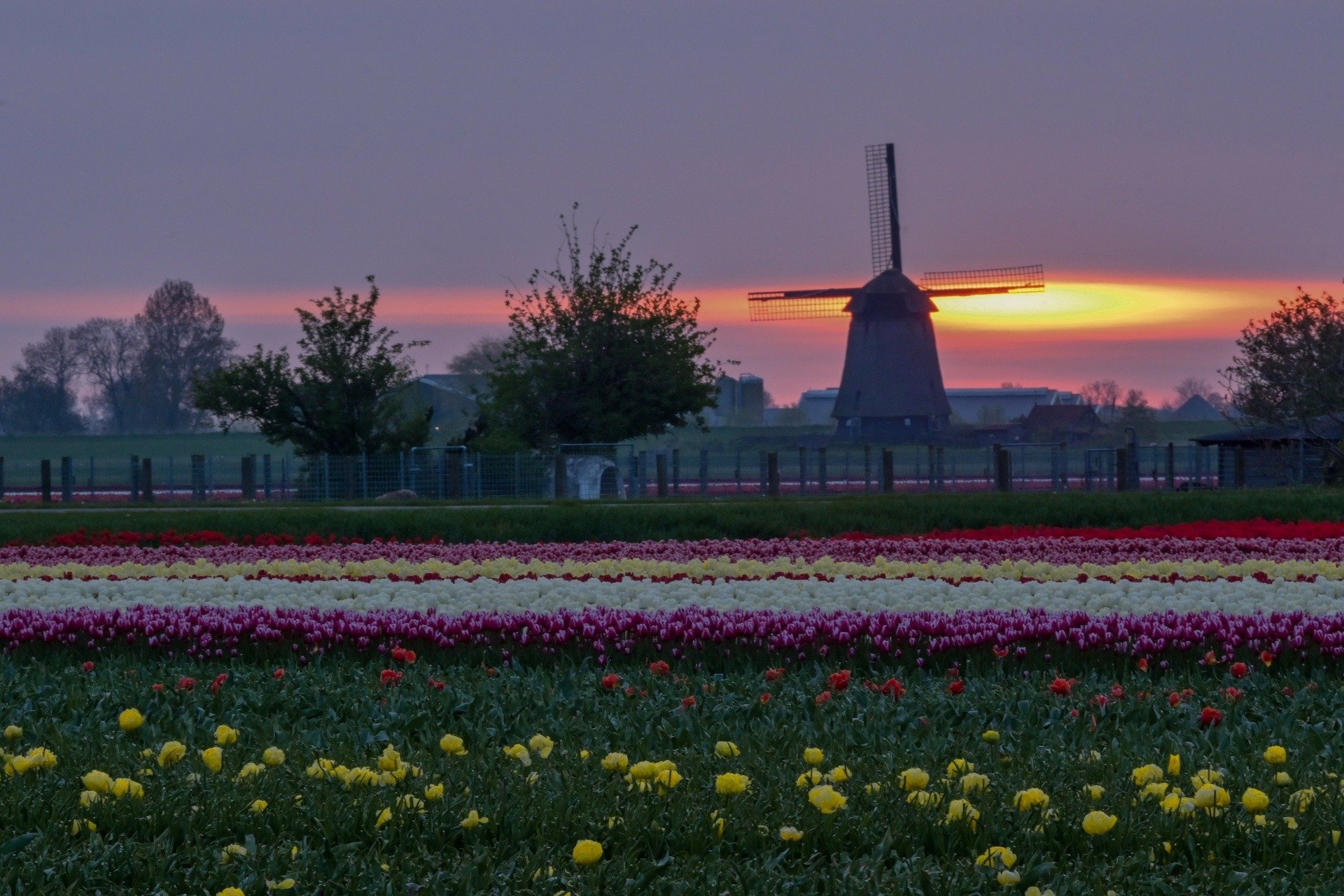 Mãn nhãn cánh đồng hoa tulip đẹp như cổ tích ở ngôi làng cổ 400 tuổi - Ảnh 5.