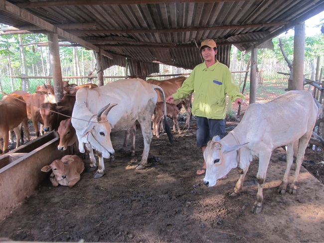 Phong trào nông dân sản xuất kinh doanh giỏi, hộ giàu giúp hộ khó thoát nghèo ở Bà Rịa – Vũng Tàu  - Ảnh 1.