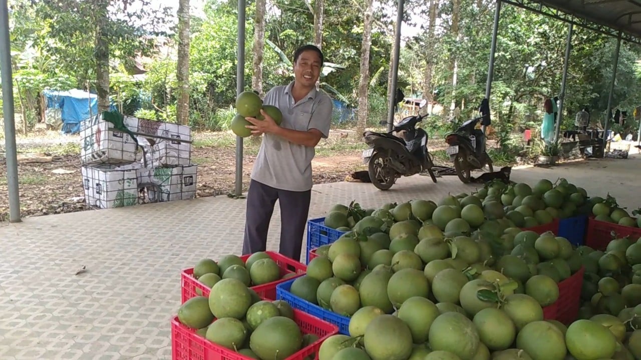 Trồng trái cây VietGAP, 100% xã viên của 1 hợp tác xã là nông dân sản xuất kinh doanh giỏi - Ảnh 5.