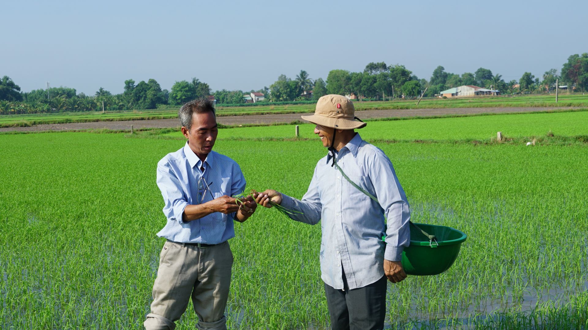 Nông dân Tây Ninh đau đầu tìm cách diệt loài ốc đẻ nhanh để bảo vệ lúa hè thu - Ảnh 1.
