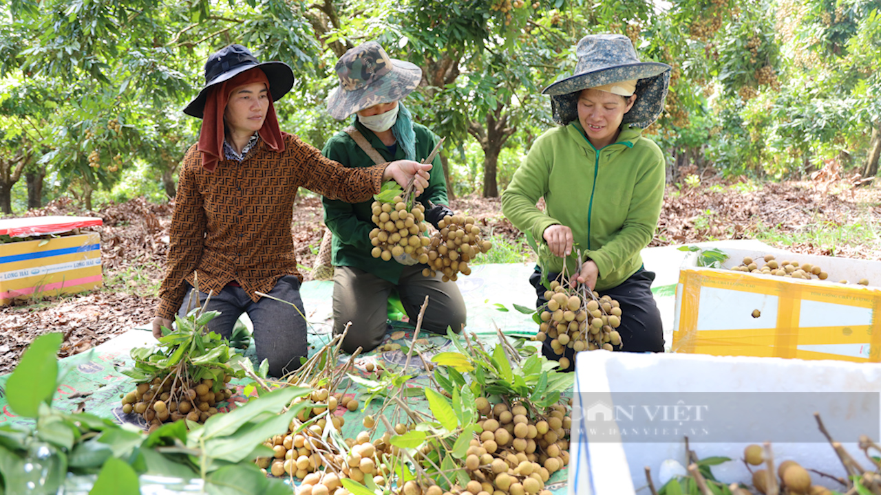 Sơn La: Nông dân đẩy mạnh chuyển đổi số trong canh tác nông nghiệp - Ảnh 7.