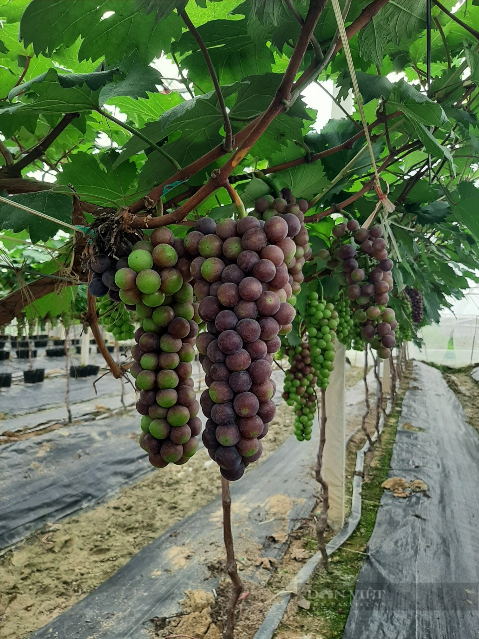 Bỏ đi buôn, anh nông dân ở Hải Dương chuyển sang ươm hoa giống, trồng nho Hạ Đen thu bội tiền - Ảnh 8.