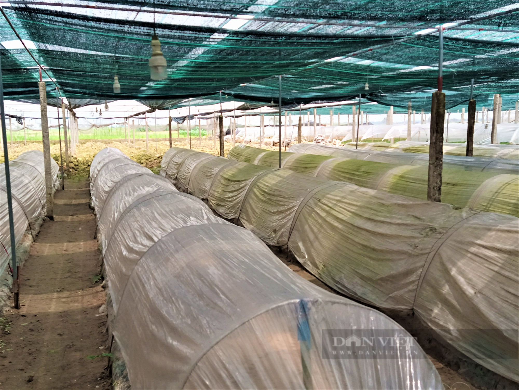 Bỏ đi buôn, anh nông dân ở Hải Dương chuyển sang ươm hoa giống, trồng nho Hạ Đen thu bội tiền - Ảnh 6.