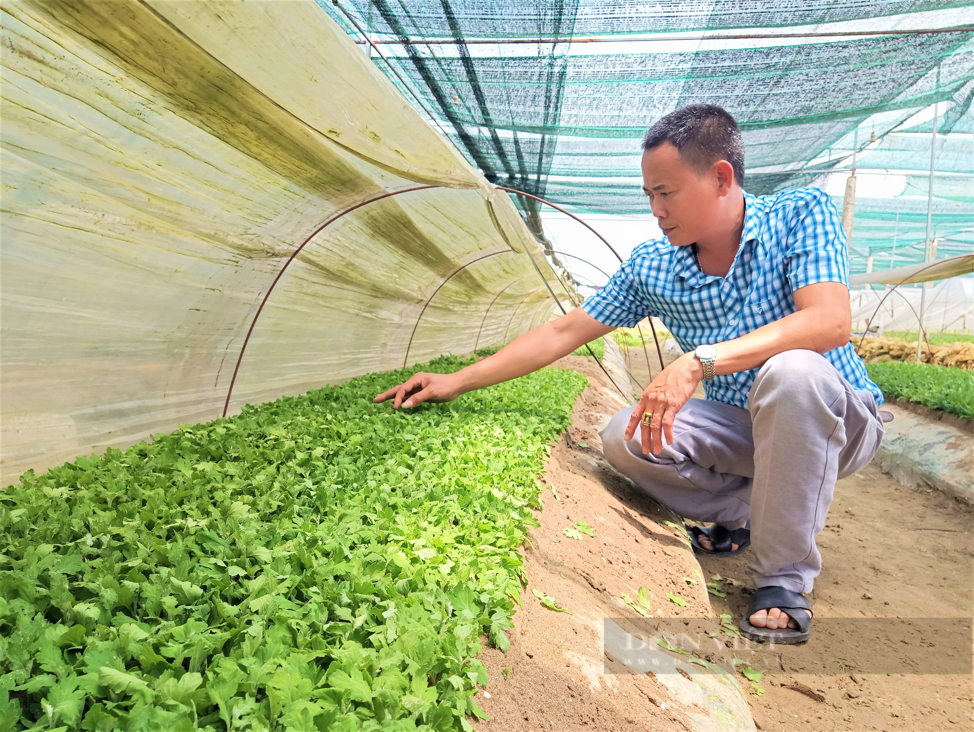 Bỏ đi buôn, anh nông dân ở Hải Dương chuyển sang ươm hoa giống, trồng nho Hạ Đen thu bội tiền - Ảnh 4.