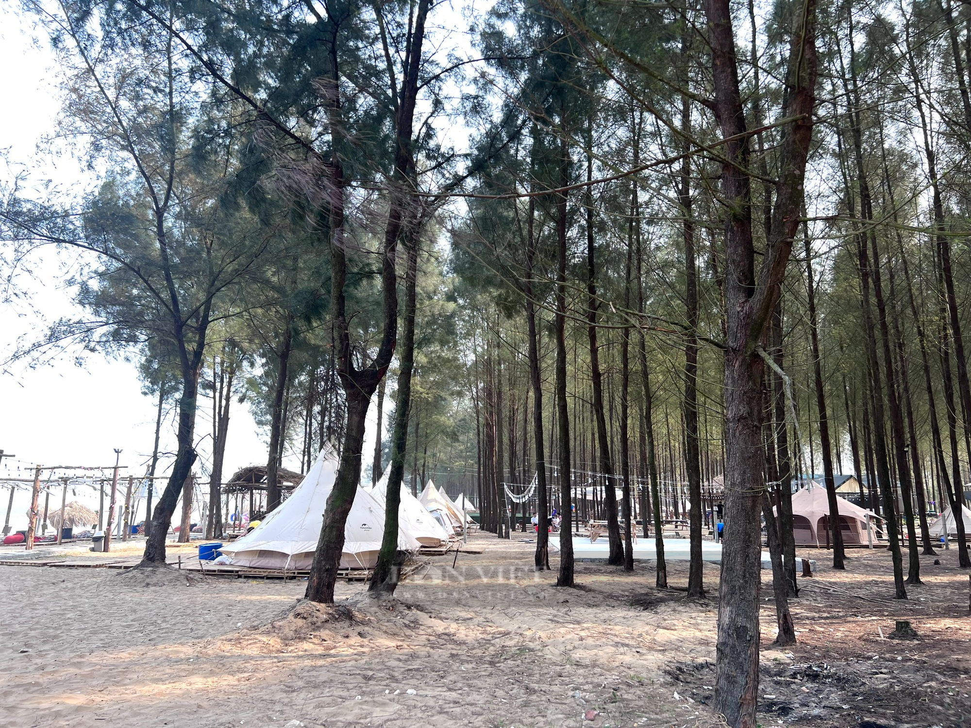 Ngang nhiên vào đất doanh nghiệp chặt rừng phòng hộ làm Glamping - Ảnh 2.