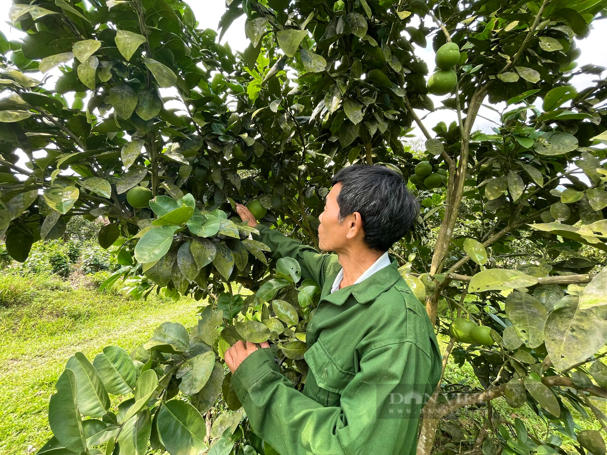 Quảng Bình: Hộ mới thoát nghèo ở xã này được hỗ trợ giống bưởi Phúc Trạch để trồng, cây lớn nhanh, lủng lẳng trái - Ảnh 2.