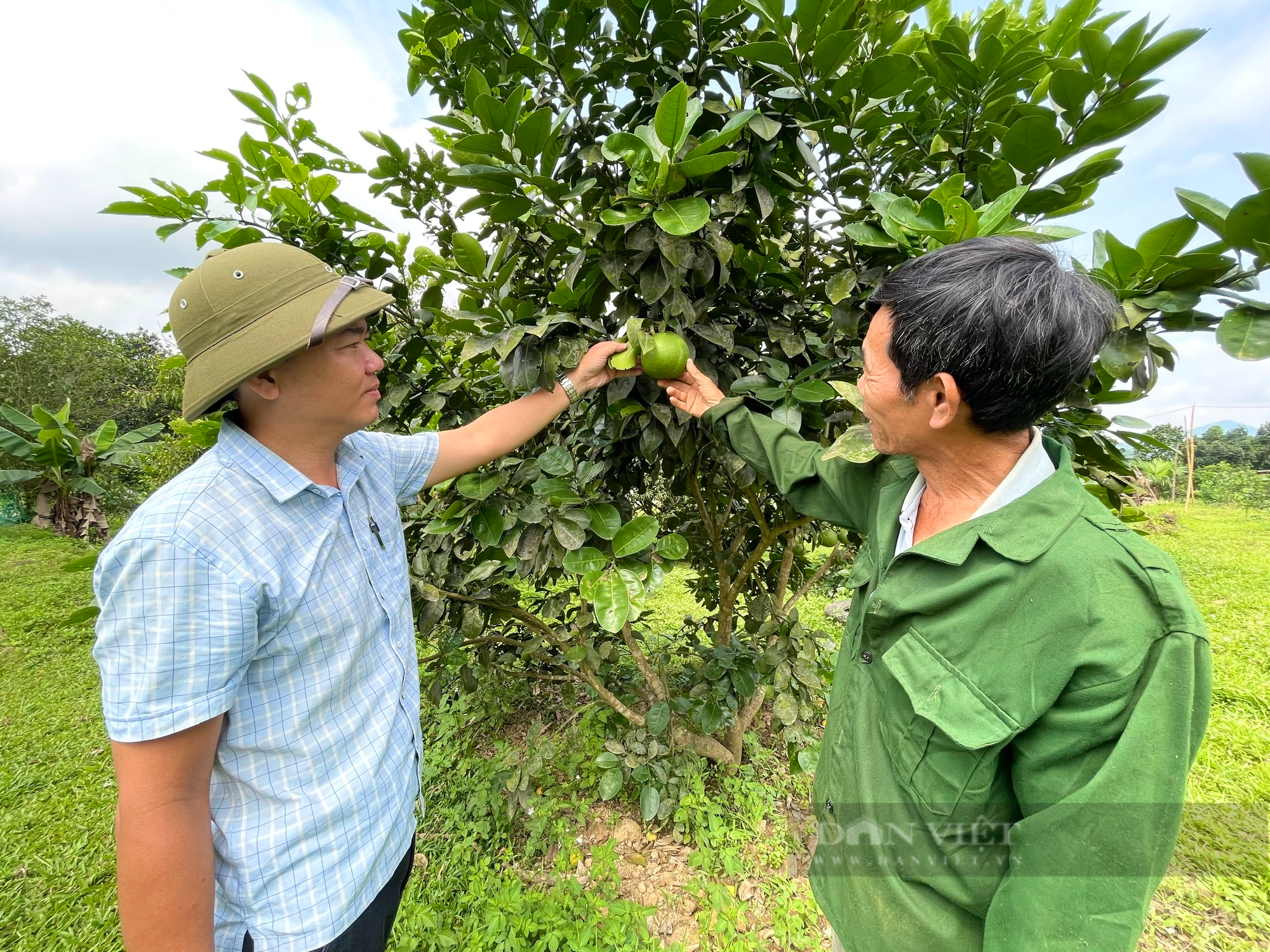 Quảng Bình: Hộ mới thoát nghèo ở xã này được hỗ trợ giống bưởi Phúc Trạch để trồng, cây lớn nhanh, lủng lẳng trái - Ảnh 4.
