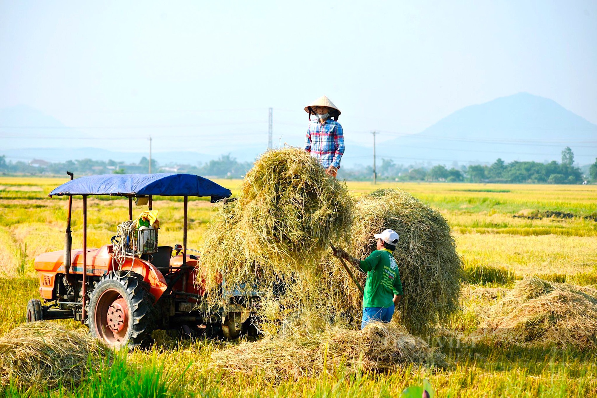 Về miền quê TT. Huế, ngắm sắc vàng ươm mùa lúa chín, đẹp như tranh - Ảnh 5.
