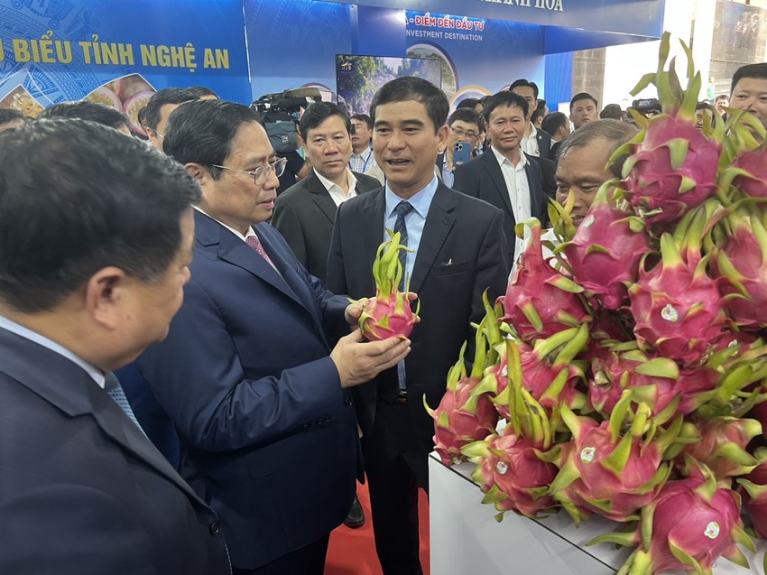 Mỗi tháng thanh long Bình Thuận xuất khẩu sang Mỹ, Nhật 150 tấn - Ảnh 3. Mỗi tháng thanh long Bình Thuận xuất khẩu sang Mỹ, Nhật 150 tấn - Ảnh 3.