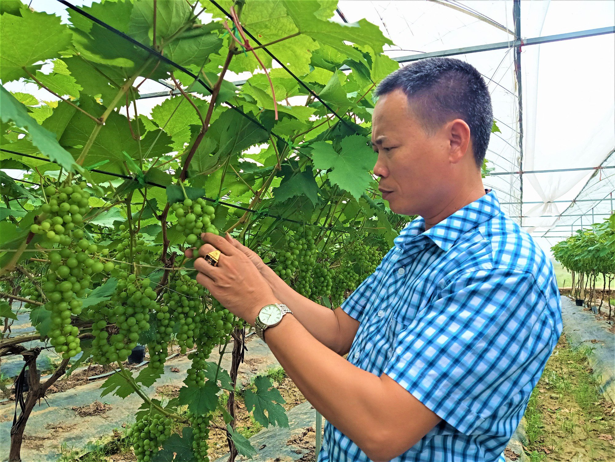 Bỏ đi buôn, anh nông dân ở Hải Dương chuyển sang ươm hoa giống, trồng nho Hạ Đen thu bội tiền - Ảnh 1.