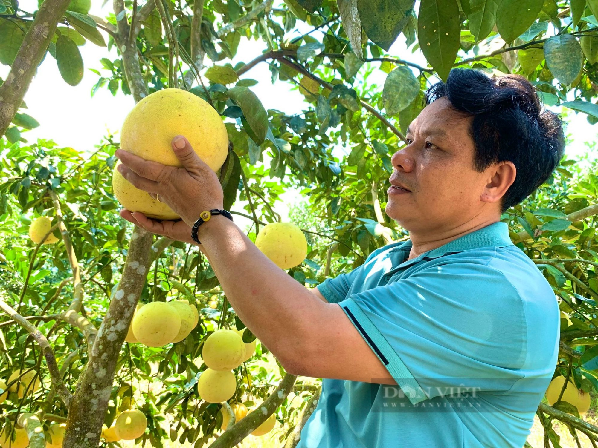 Quảng Bình: Hộ mới thoát nghèo ở xã này được hỗ trợ giống bưởi Phúc Trạch để trồng, cây lớn nhanh, lủng lẳng trái - Ảnh 3.