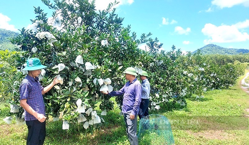Quảng Bình: Hộ mới thoát nghèo ở xã này được hỗ trợ giống bưởi Phúc Trạch để trồng, cây lớn nhanh, lủng lẳng trái - Ảnh 5.