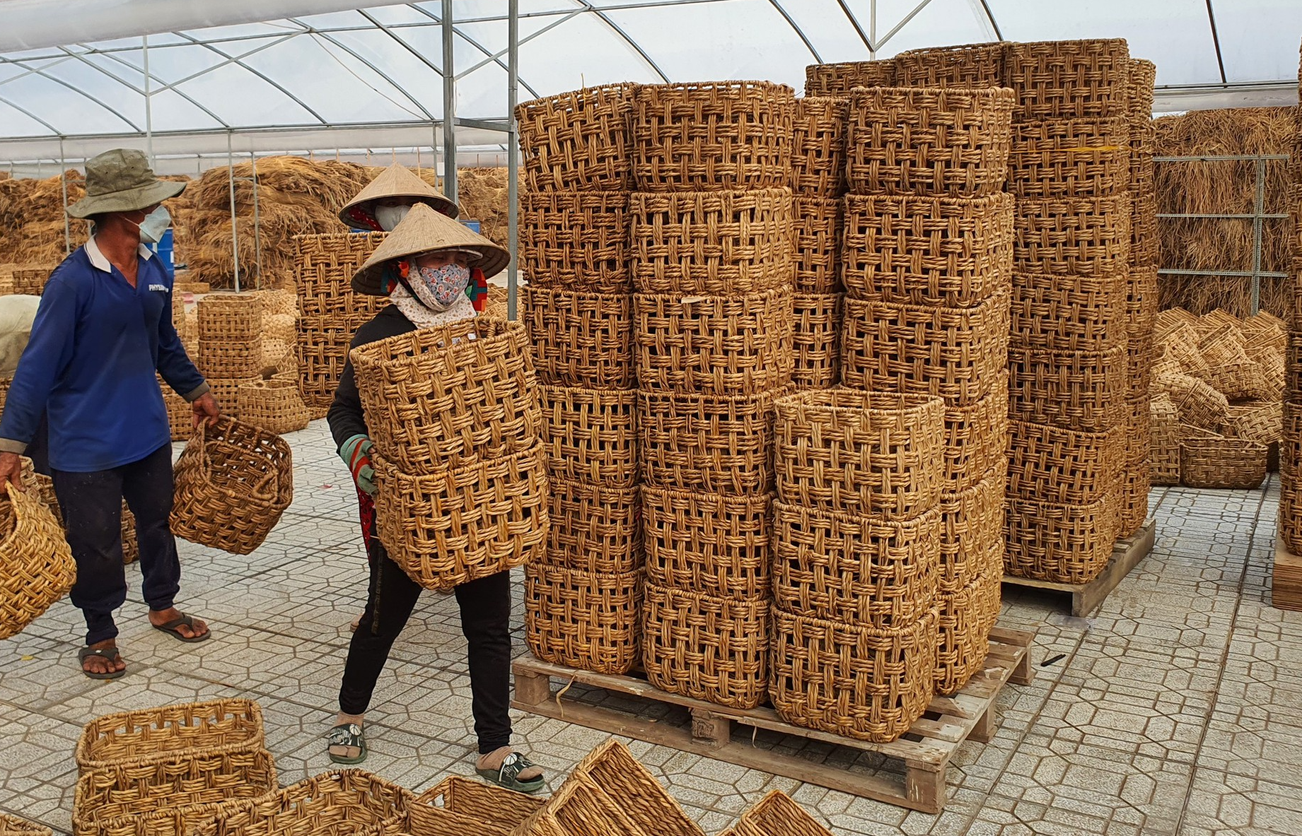 Không ngờ cây cỏ này đã giúp hàng trăm nông thôn ở Sóc Trăng có việc làm thêm ổn định - Ảnh 2.
