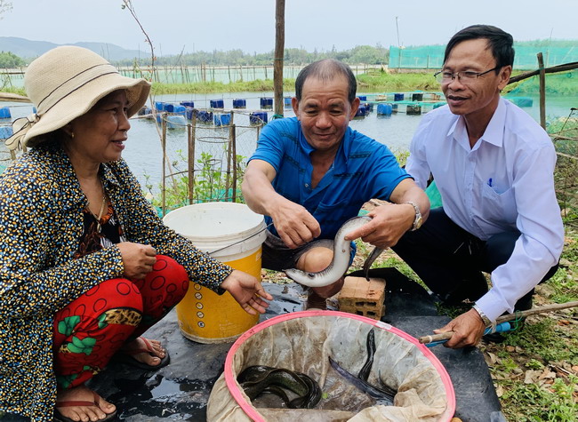 Nuôi loài cá đặc sản ăn vào như &quot;tẩm bổ nhân sâm&quot;, nông dân Bình Định hễ bắt lên là bán hết sạch - Ảnh 1.