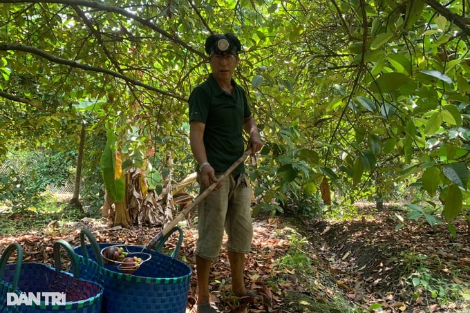 Đu mình hái loại trái cây "nổi nhất mạng xã hội" kiếm nửa triệu mỗi ngày - Ảnh 7. Đu mình hái loại trái cây "nổi nhất mạng xã hội" kiếm nửa triệu mỗi ngày - Ảnh 7.