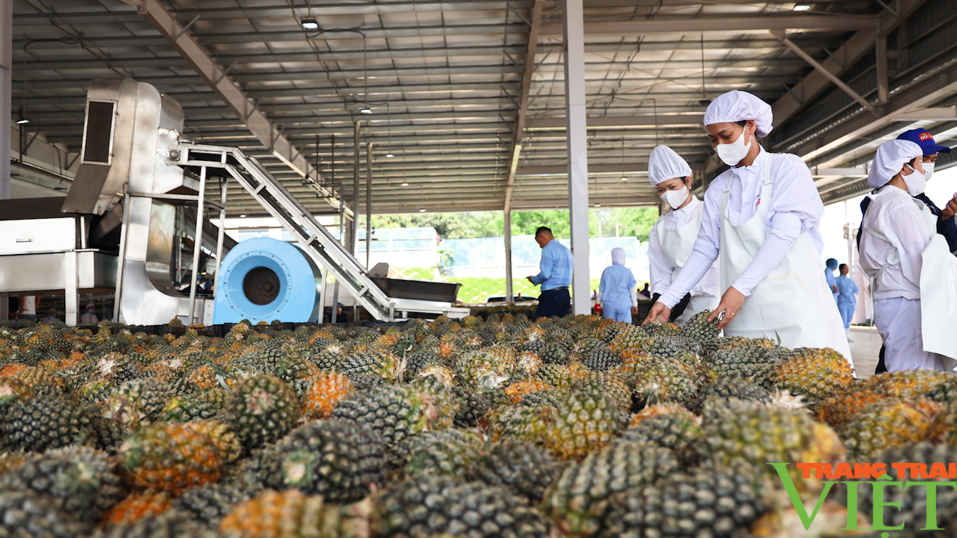  Doveco Sơn La: Giúp nông dân tiêu thụ nông sản - Ảnh 9.