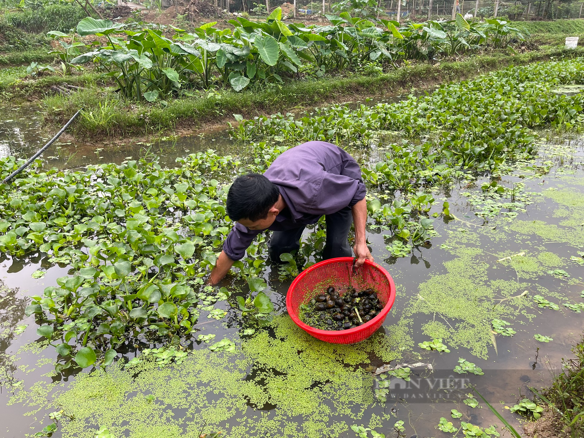 Nuôi ốc nhồi thu hơn 200 triệu đồng/năm, ông nông dân Thái Nguyên trở thành hộ sản xuất kinh doanh giỏi - Ảnh 4.