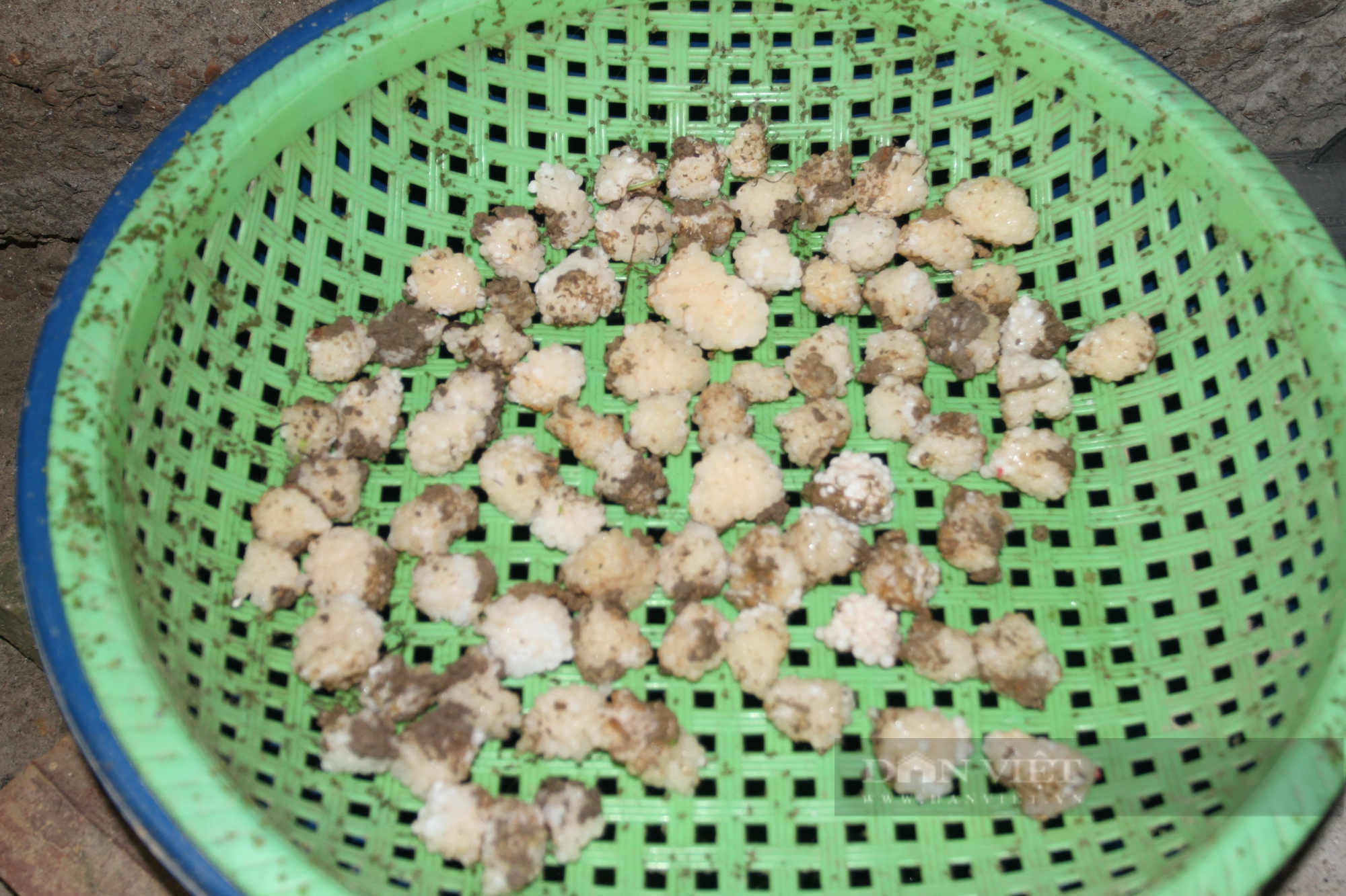 Nuôi ốc nhồi thu hơn 200 triệu đồng/năm, ông nông dân Thái Nguyên trở thành hộ sản xuất kinh doanh giỏi - Ảnh 7.