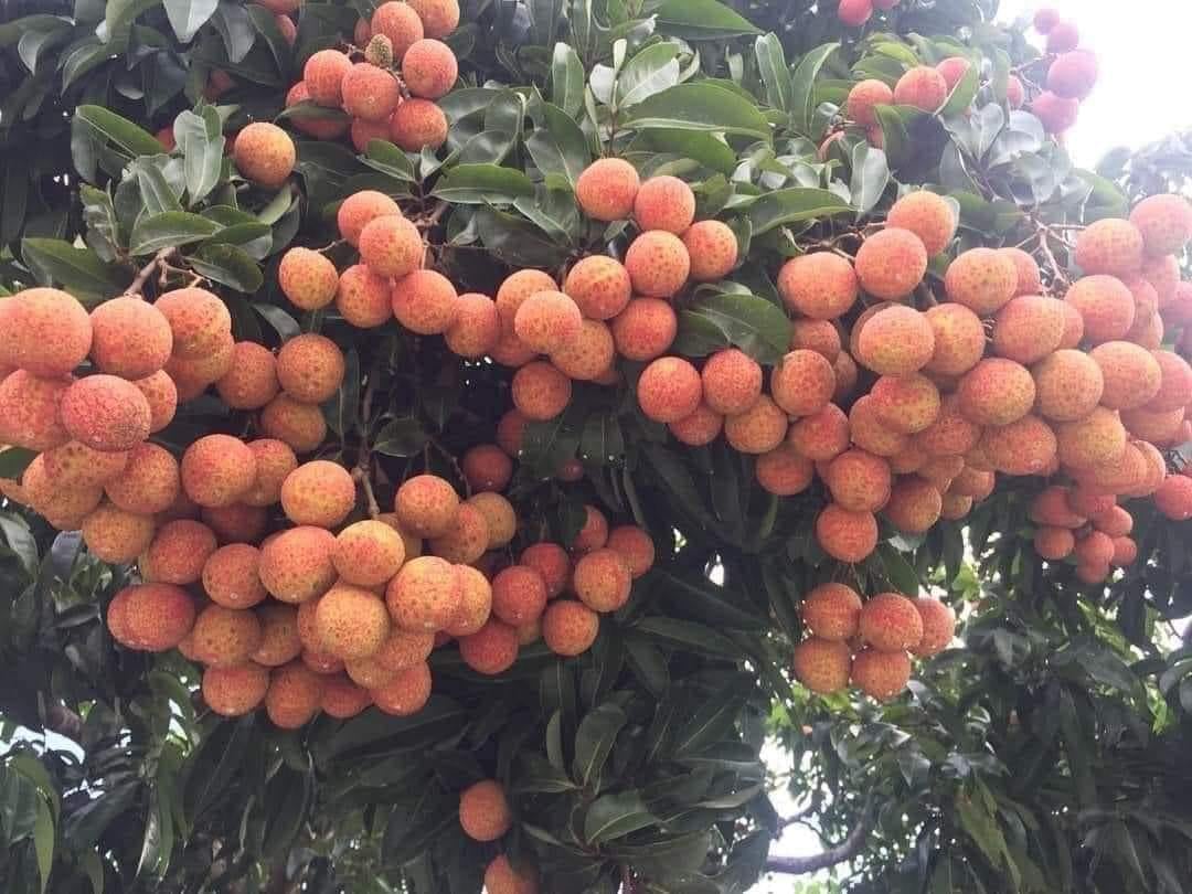 Kể chuyện làng: Mùa vải quê tôi - Ảnh 3.