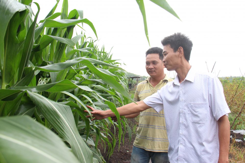 Bắp &quot;bò sữa&quot; là cây bắp gì, trồng như thế nào mà dân ở vùng này Tây Ninh hễ cắt là bán hết sạch? - Ảnh 1.