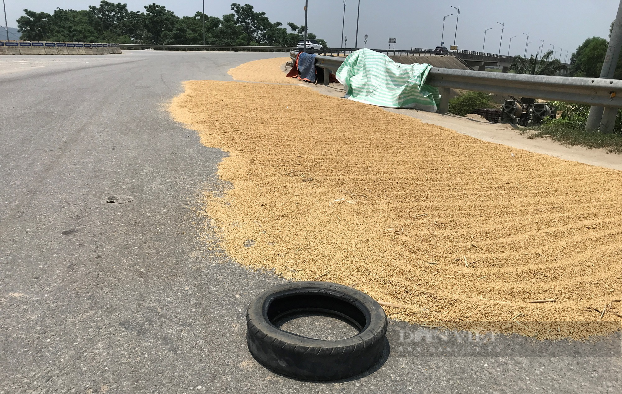 Đánh cược với tính mạng, nông dân ra quốc lộ phơi nông sản giữa dòng phương tiện lao vun vút - Ảnh 11.