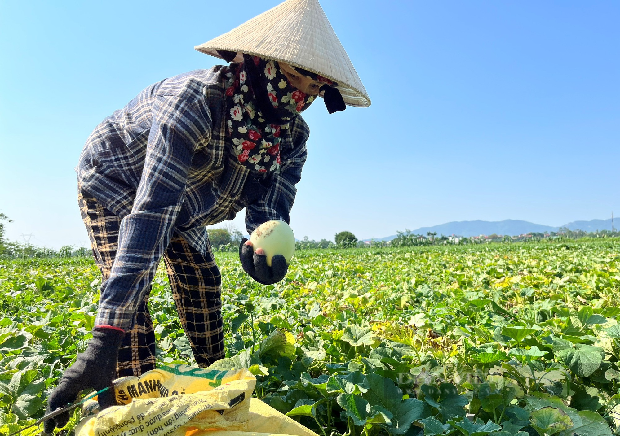 Nông dân mặc áo điều hòa, ra đồng giữa cái nắng như đổ lửa thu hoạch dưa hấu, dưa lê - Ảnh 4.