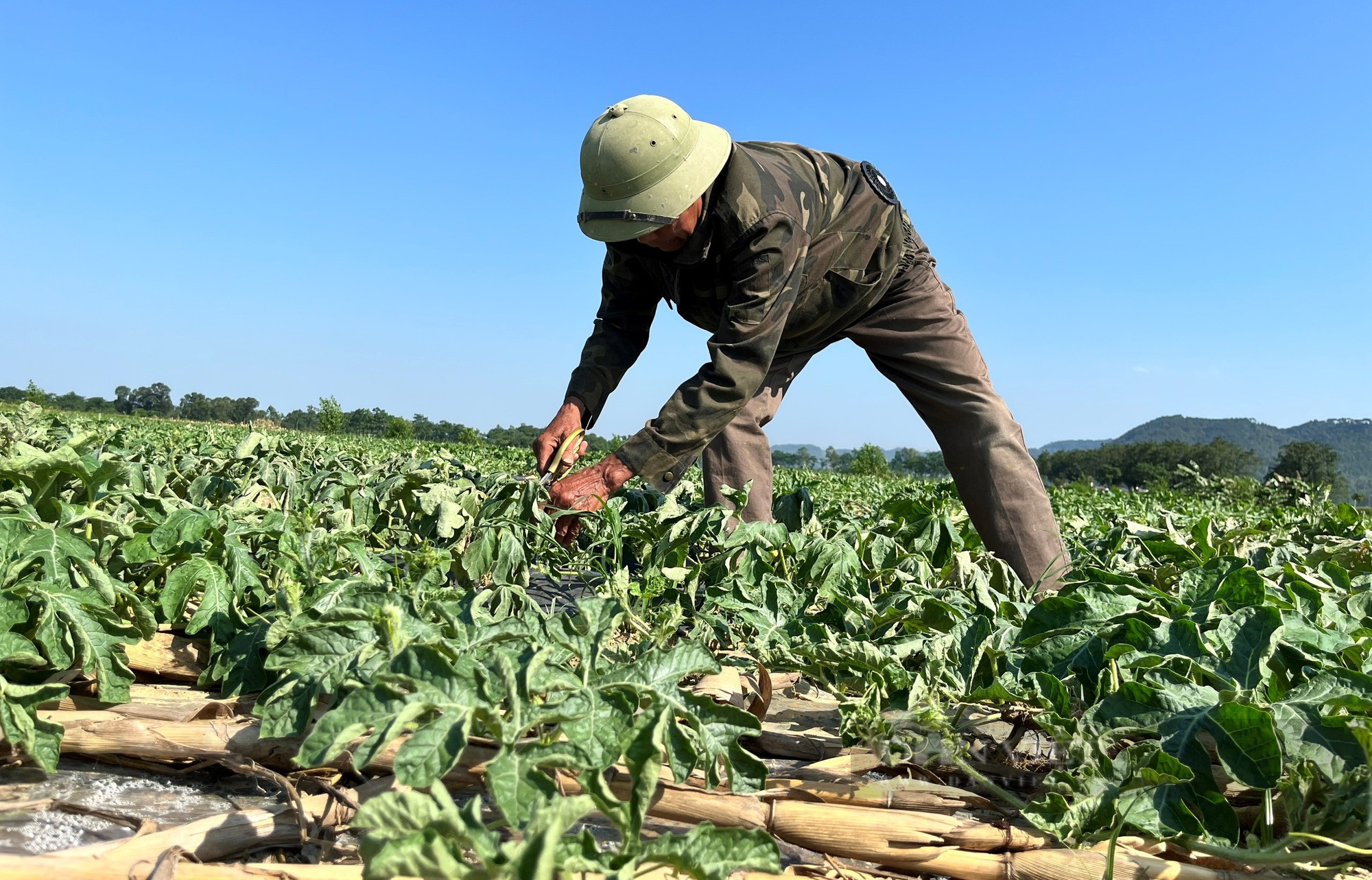 Nông dân mặc áo điều hòa, ra đồng giữa cái nắng như đổ lửa thu hoạch dưa hấu, dưa lê - Ảnh 6.