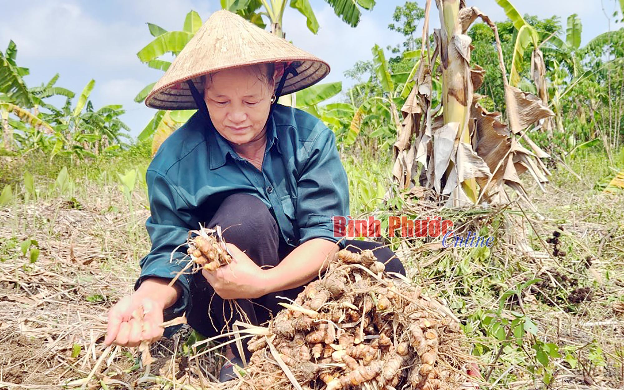 Một thứ cây ở Bình Phước, dân đào bật lên toàn củ là củ đỏ, cám cảnh là xanh mắt tìm người mua - Ảnh 1.