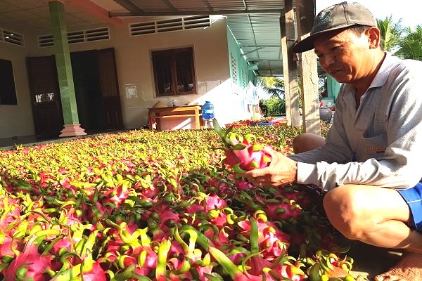 Nguồn cung khan hiếm, giá thanh long tăng mạnh - Ảnh 1.