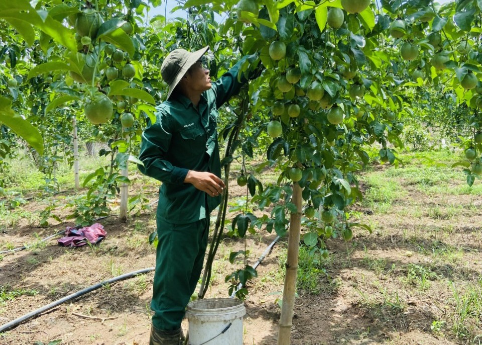Gia Lai: Người trồng chanh dây &quot;ngồi trên đống lửa&quot; vì giá lao dốc, vì đâu nên nỗi?  - Ảnh 3.