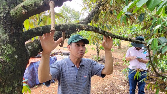Đang nắng gắt thì bỗng mưa lớn, loại cây tiền tỷ rụng quả non la liệt, nhiều cây chỉ còn trơ cuống - Ảnh 1.